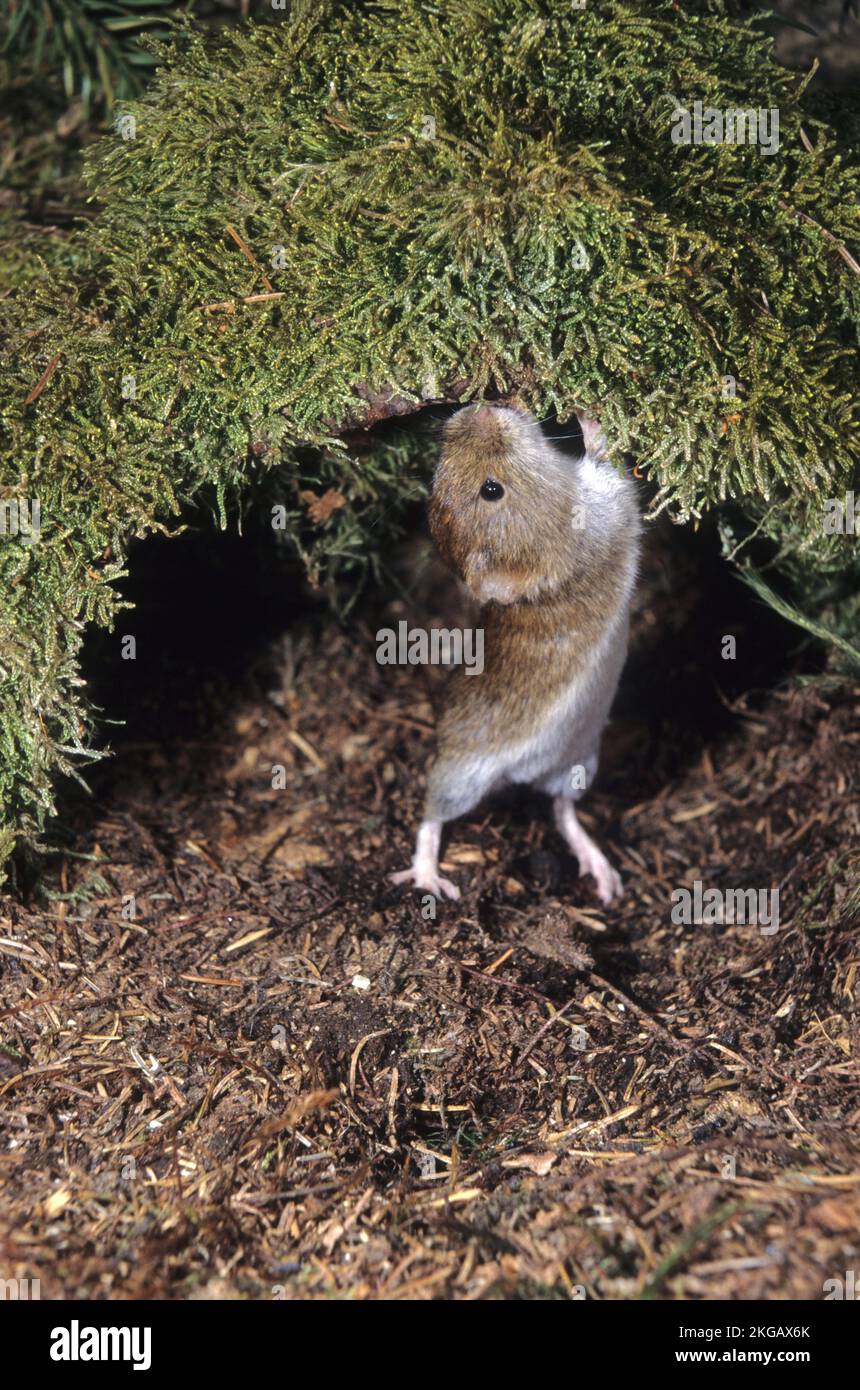 Red backed vole hi-res stock photography and images - Alamy