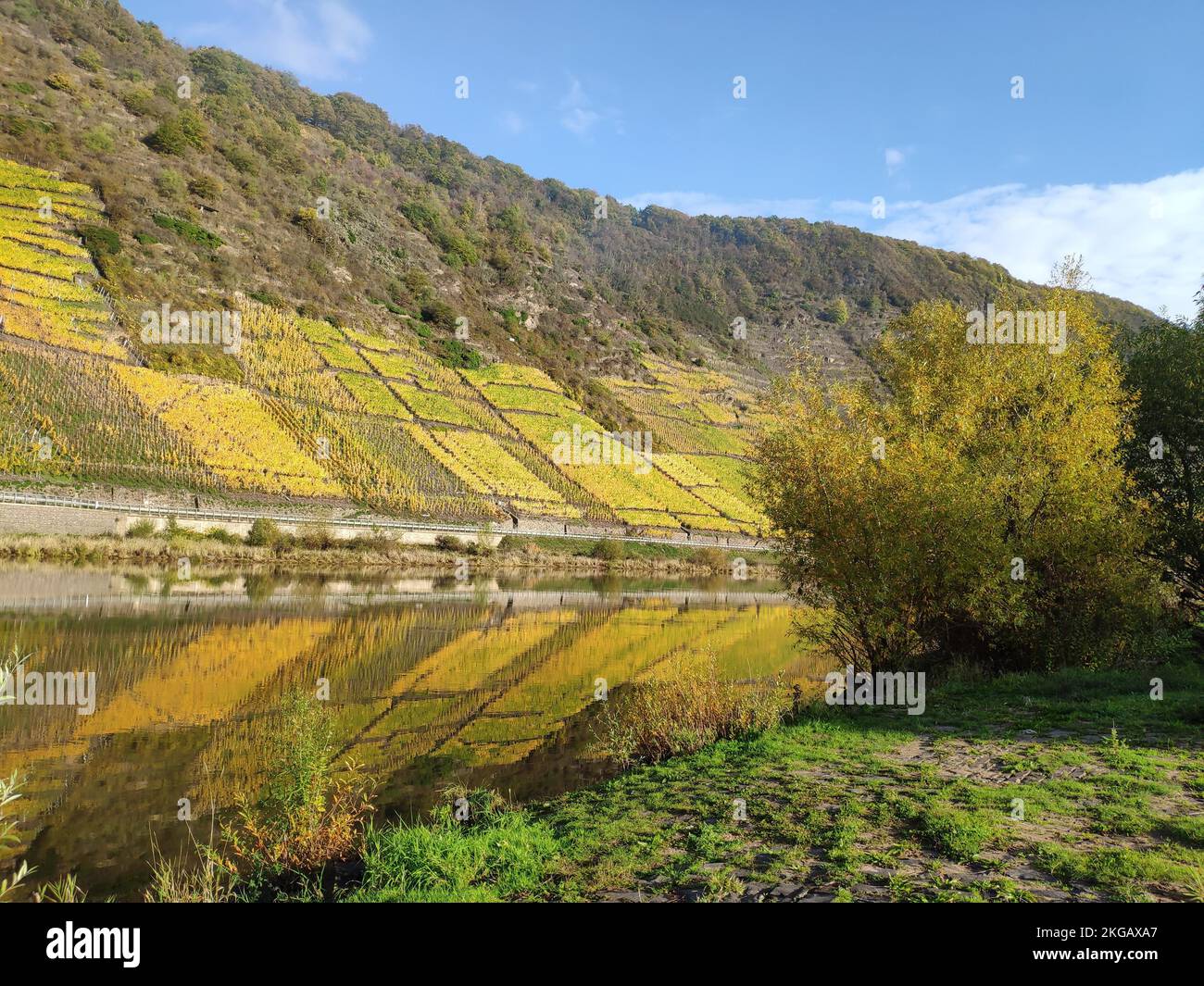 Moselle near Ernst with vineyards, Rhineland-Palatinate, Germany, Europe Stock Photo