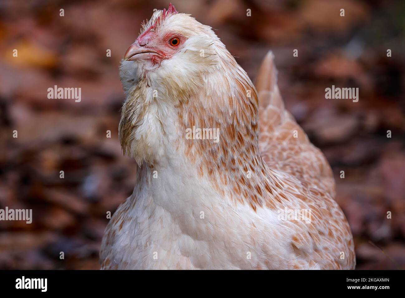 German salmon chicken, hen, rare old domestic chicken (Gallus gallus
