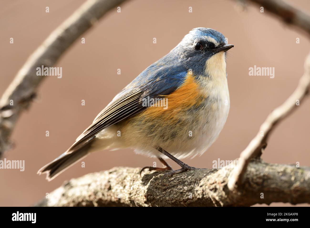 Red-flanked Bluetail, Starling and Thrushes