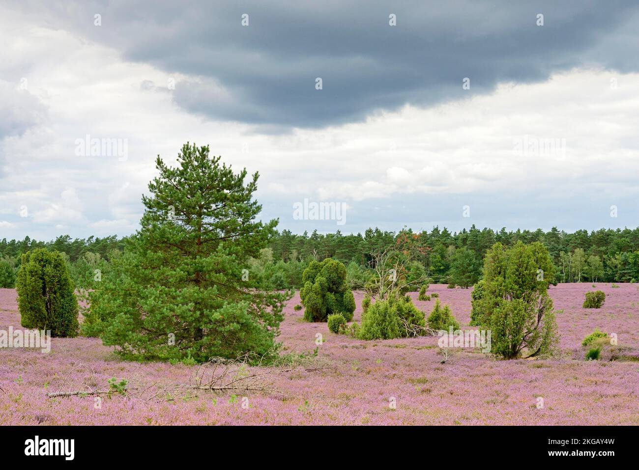 Heathland, Oberoher Heide, common juniper (Juniperus communis), pine (Pinus) and flowering common heather (Calluna Vulgaris), rainy sky, Südheide natu Stock Photo