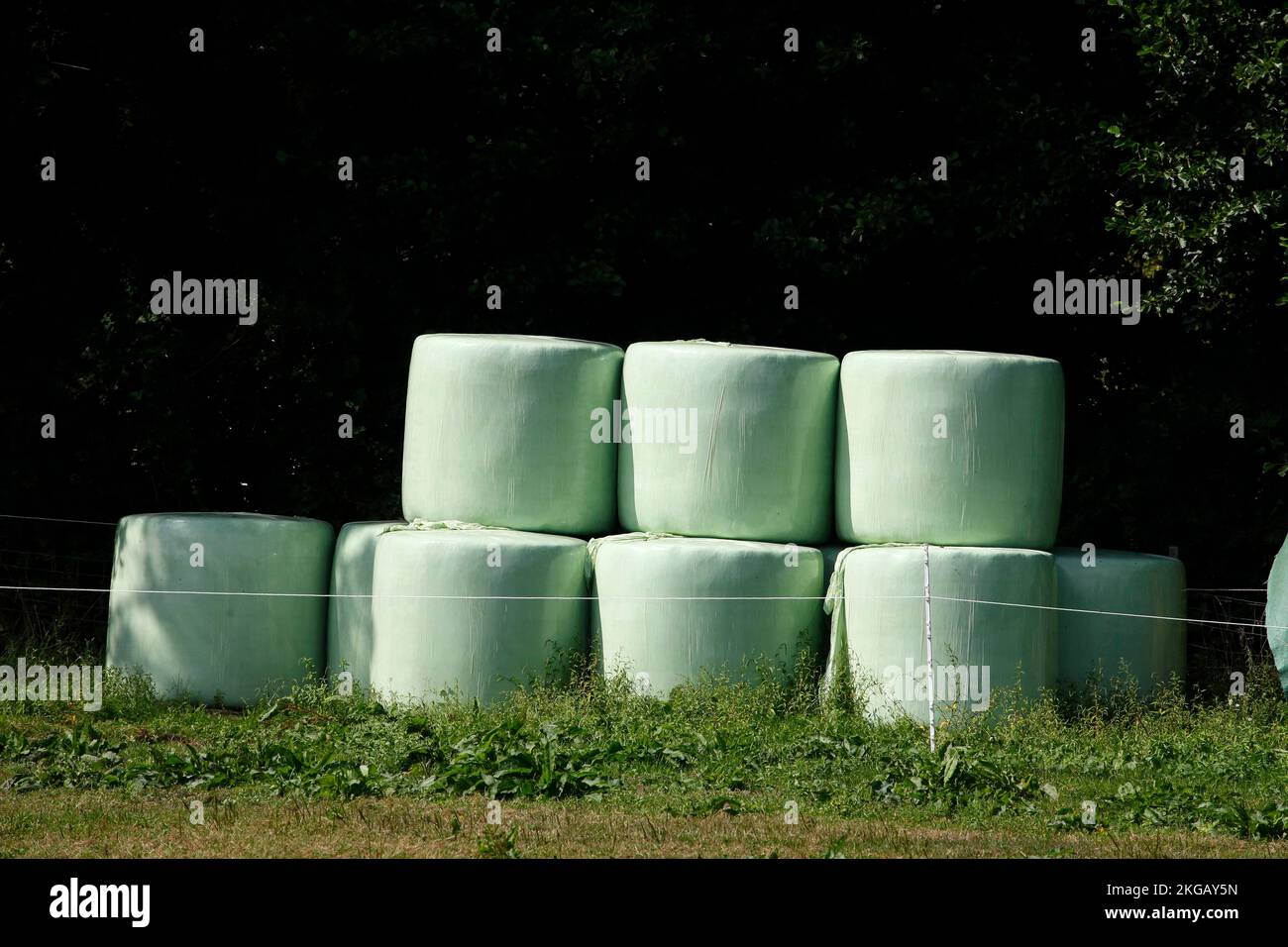 Grass silage packed with green plastic sheeting, hay, Lower Saxony, Germany, Europe Stock Photo