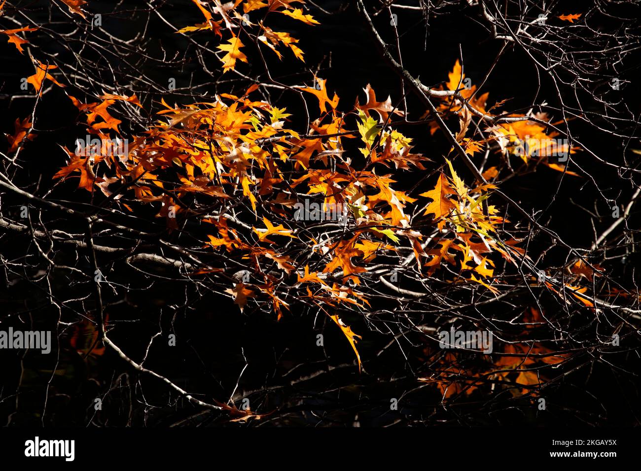 Maple (Acer), colourful autumn leaves on a tree, backlight, dark background, Germany, Europe Stock Photo