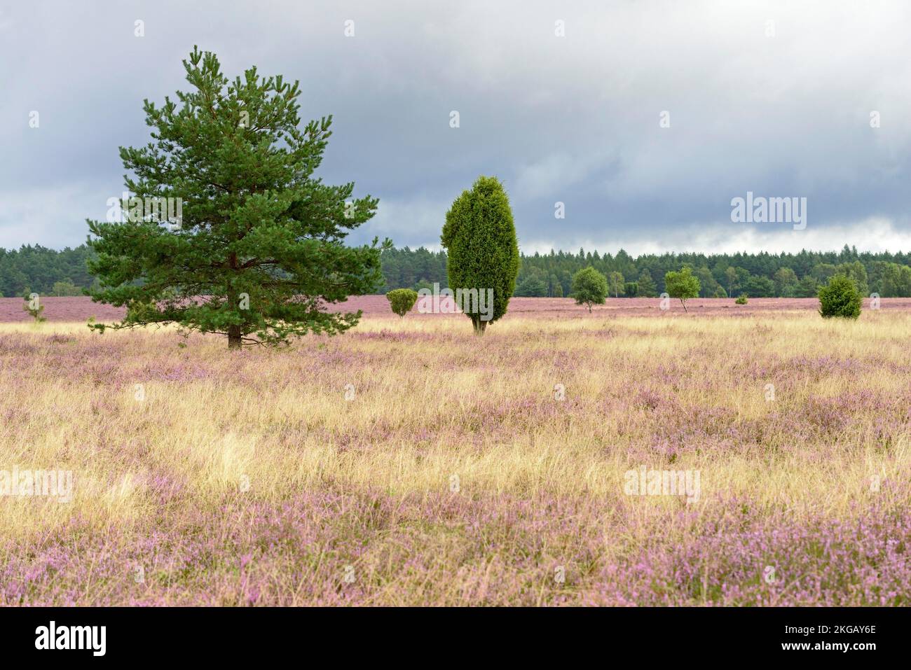 Heathland, Oberoher Heide, common juniper (Juniperus communis), pine (Pinus) and flowering common heather (Calluna Vulgaris), approaching rain front, Stock Photo