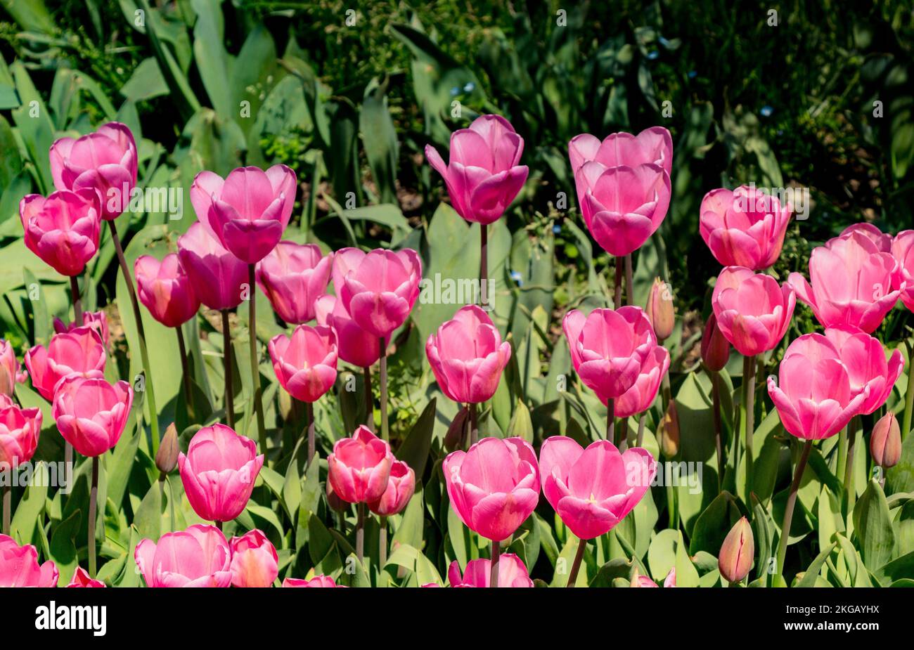 Tulip main image 1