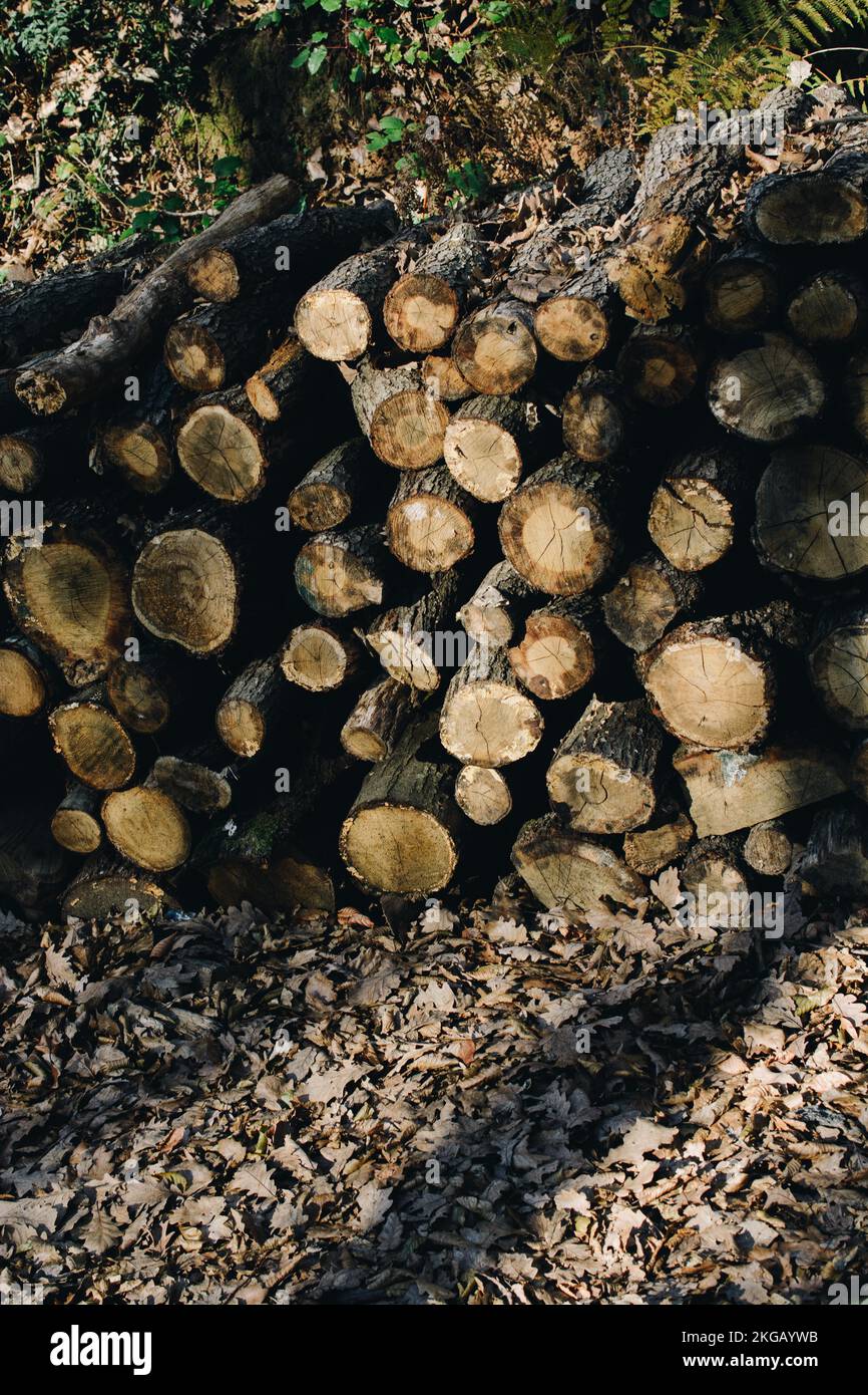 Wooden logs in a forest in the view Stock Photo - Alamy