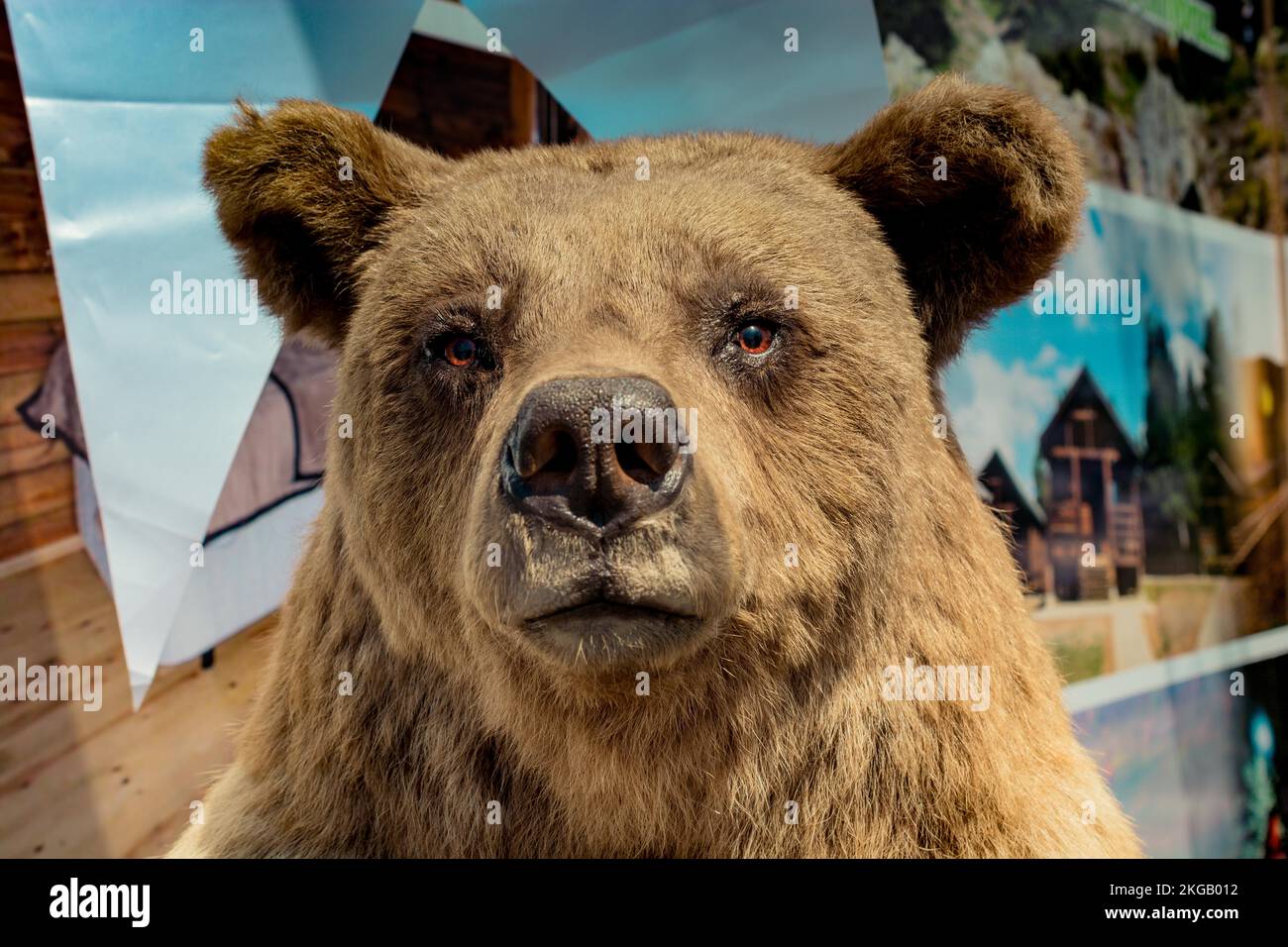 Head of a stuffed big brown bear as wild animal Stock Photo