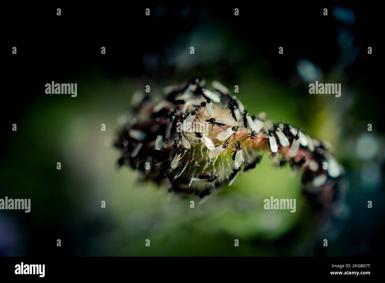 A swarm of flying ants gather on a floral plant Stock Photo Alamy
