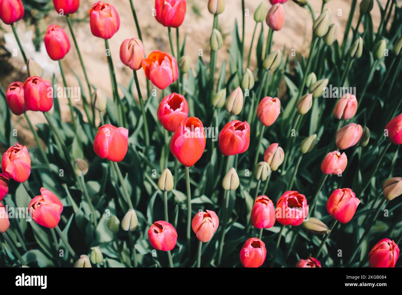 Blooming colorful tulip flowers in garden as floral background Stock ...