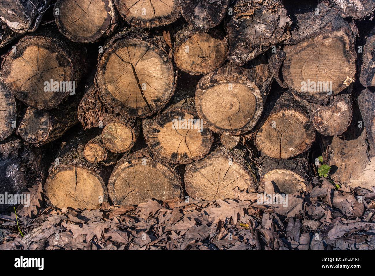 Wooden logs in a forest in the view Stock Photo - Alamy
