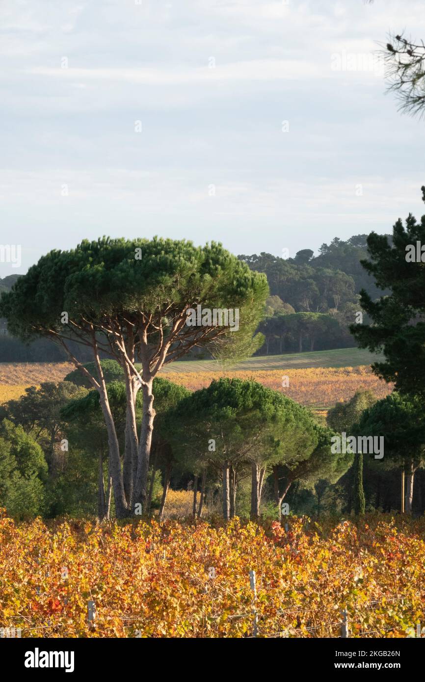 Château des Marres vineyard and pine tree, at autumn, Ramatuelle ...