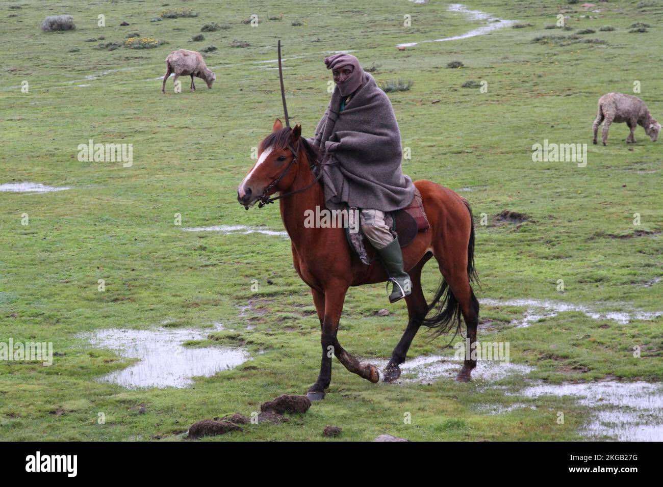 Local horseman and herdsman, Lesotho, Africa Stock Photo