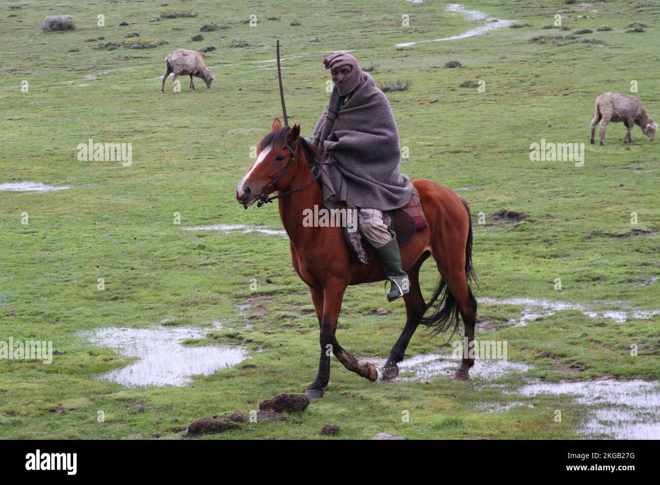Local horseman and herdsman, Lesotho, Africa Stock Photo - Alamy