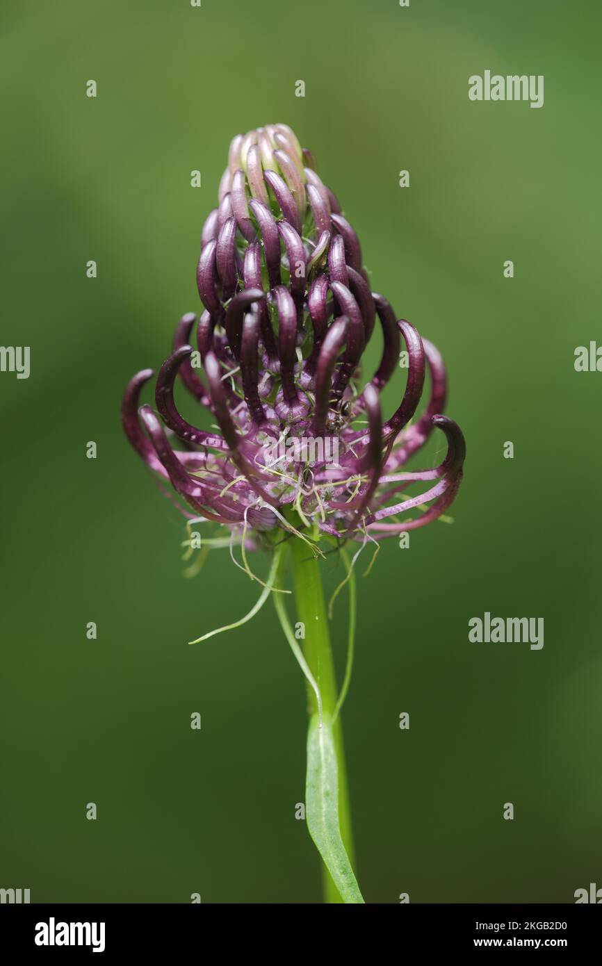 Black rampion (Phyteuma nigrum), Detail, Black Rapunzel, Devil's Claw, Bellflower family, Campanulaceae, Asteraceae, Asterales, Plant, Büchelberg, Bie Stock Photo