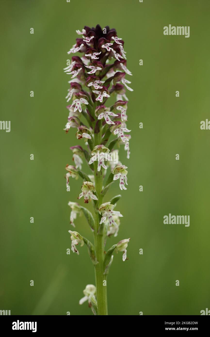 Burnt orchid (Orchis ustulata), burnt orchid, orchids, orchid family, orchidaceae, asparagaceae, plant, Büchelberg, Bienwald, Rhineland-Palatinate, Ge Stock Photo