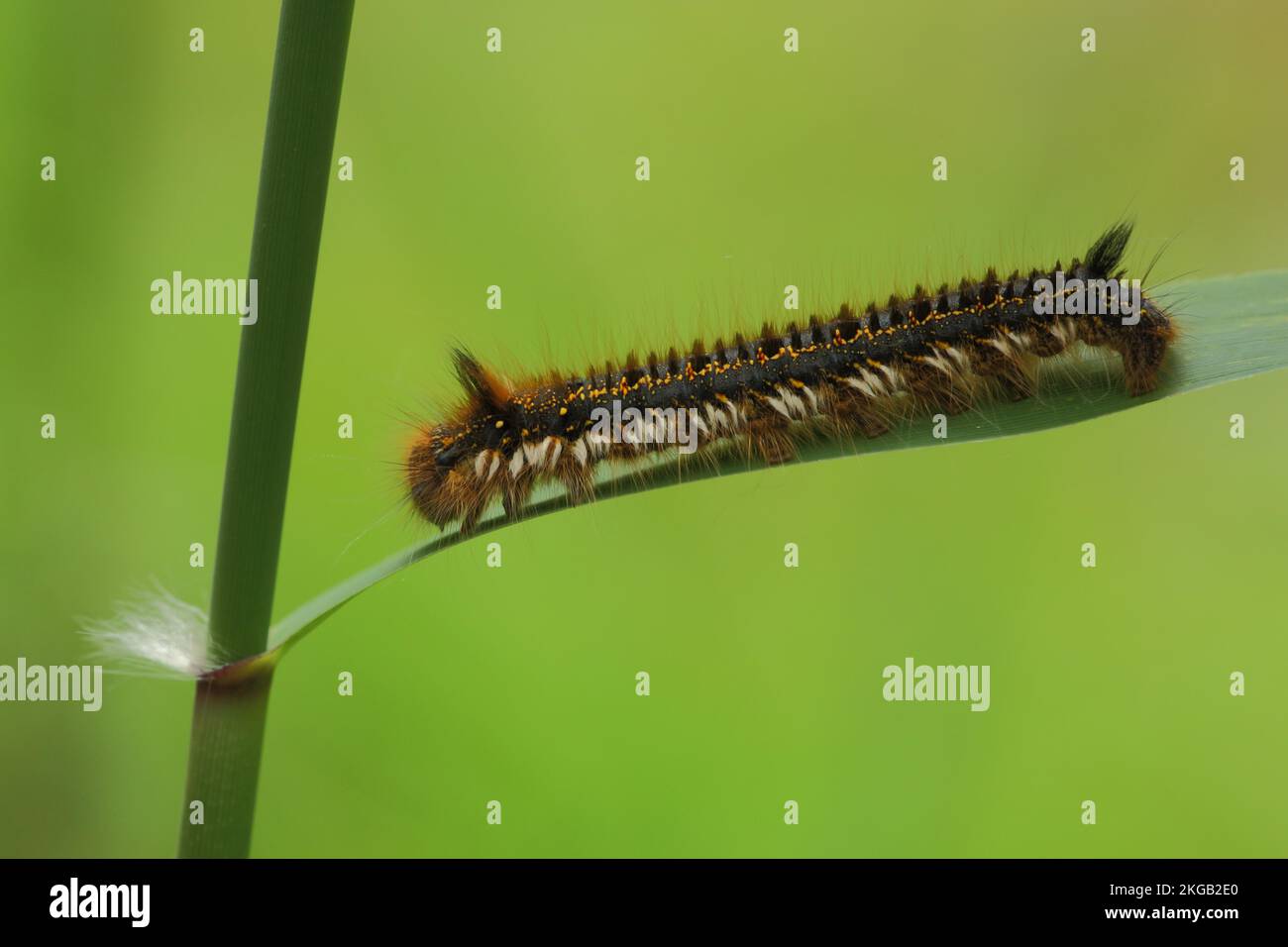 Caterpillar of drinker moth (Euthrix potatoria) on grass stem, stem, drinker, hen, hen, butterfly (Lasiocampidae) (Lepidoptera), insect, notch, notch Stock Photo