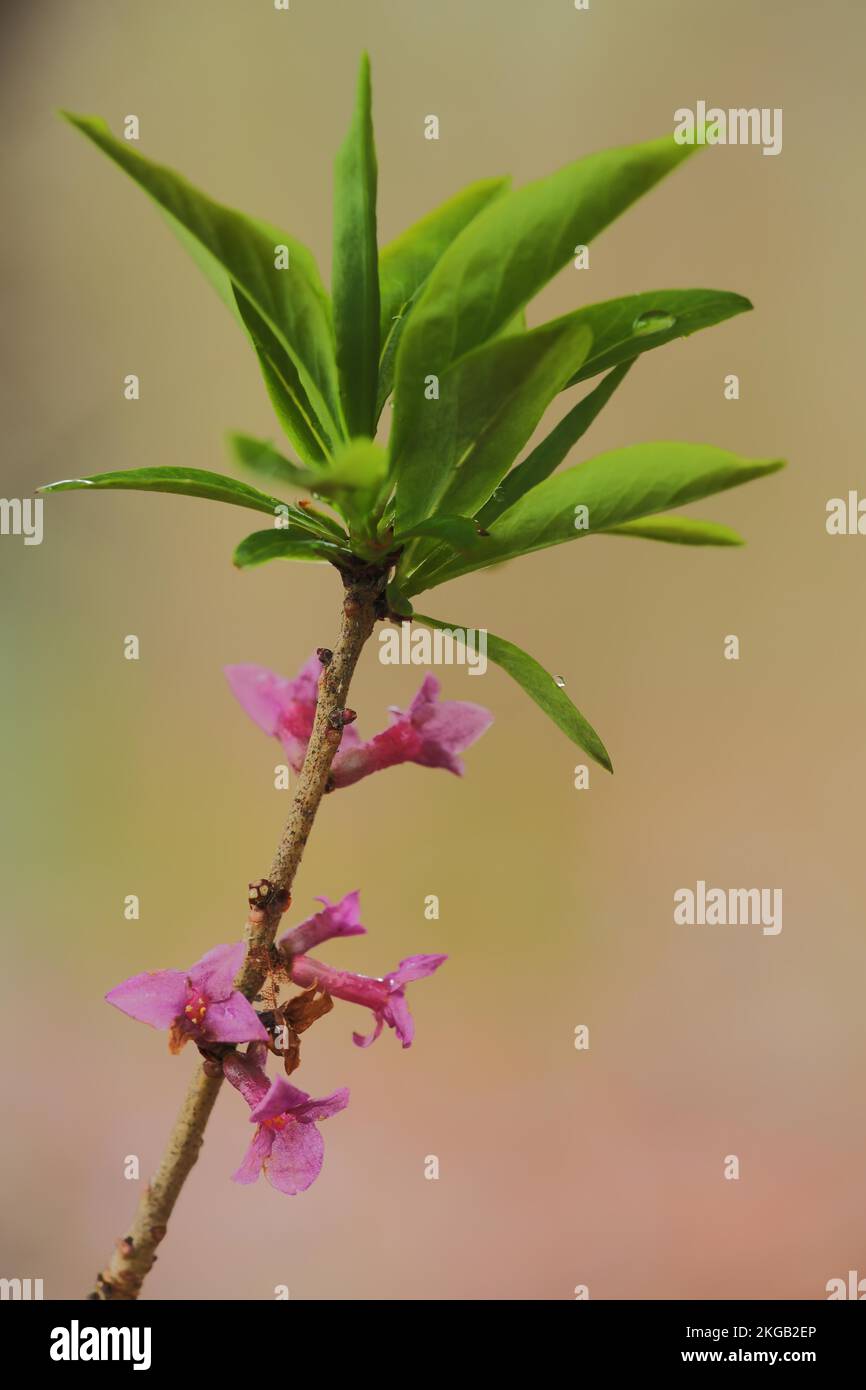 Branch of mezereon (Daphne mezereum) with leaves and flowers, daphne, daphne, daphne family, Thymelaeaceae, Thymelaeaceae, mallow family, Malvales, pl Stock Photo