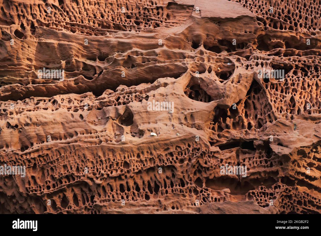 Red mottled sandstone in the Dahner Felsenland, detail, stone, rock, tafone, tafoni, erosion