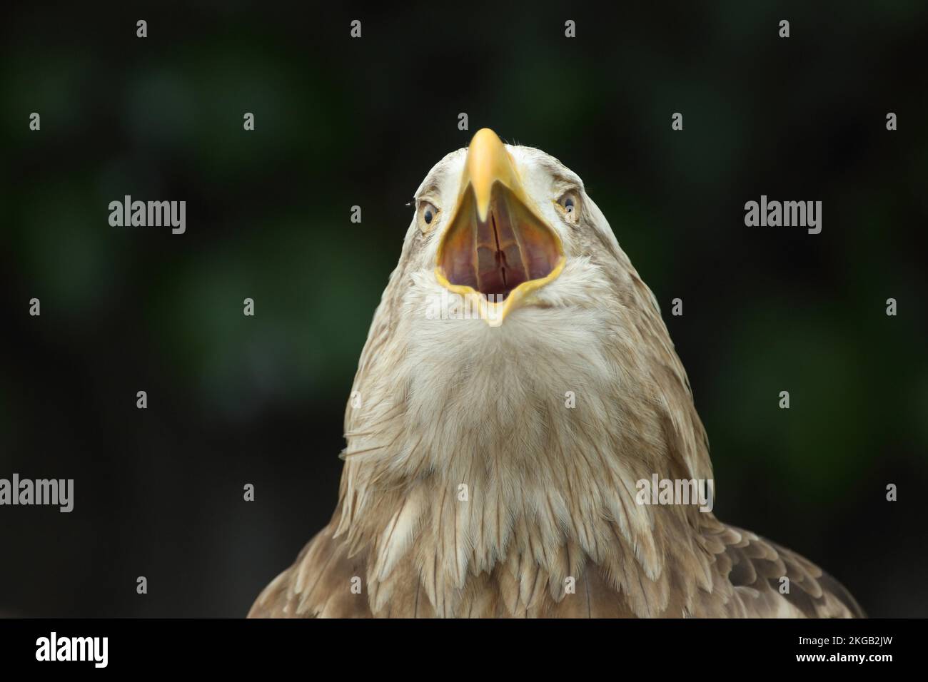 White-tailed eagle (Haliaeetus albicilla), portrait, head, screaming, beak, open, mouth, palate, inside, view from below, detail, captive Stock Photo