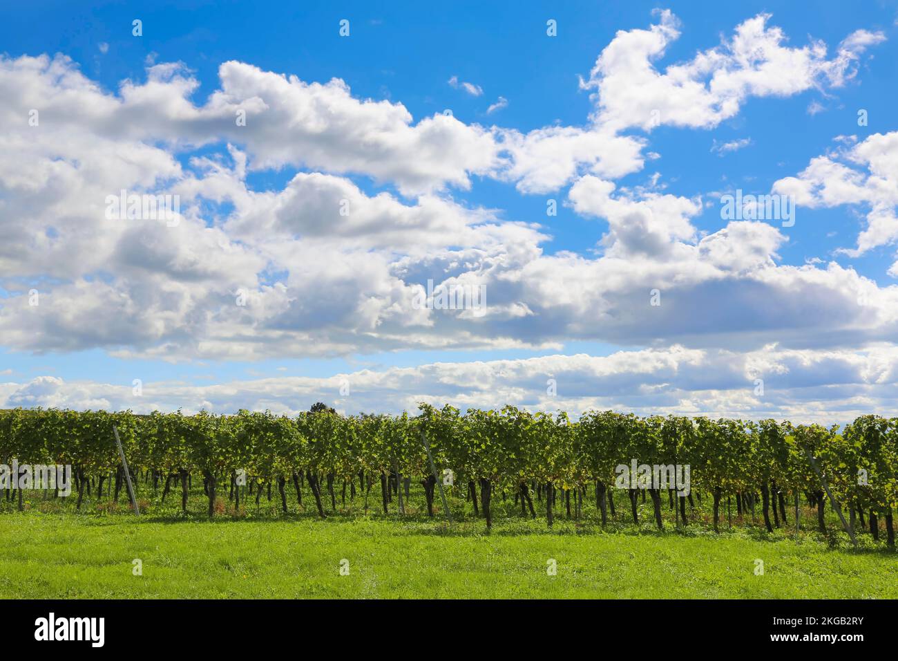 Birnauer Oberhof, Margrave of Baden, viticulture, vines, grapes, wine production at Lake Constance, Uhldingen-Mühlhofen, Baden-Württemberg, Germany, E Stock Photo