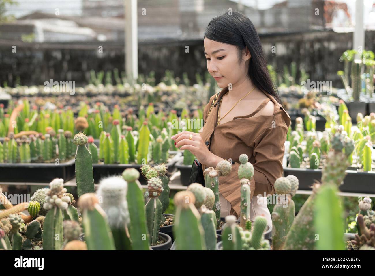 Many cactus plants on the pot at cactus farm house.Cultivation of