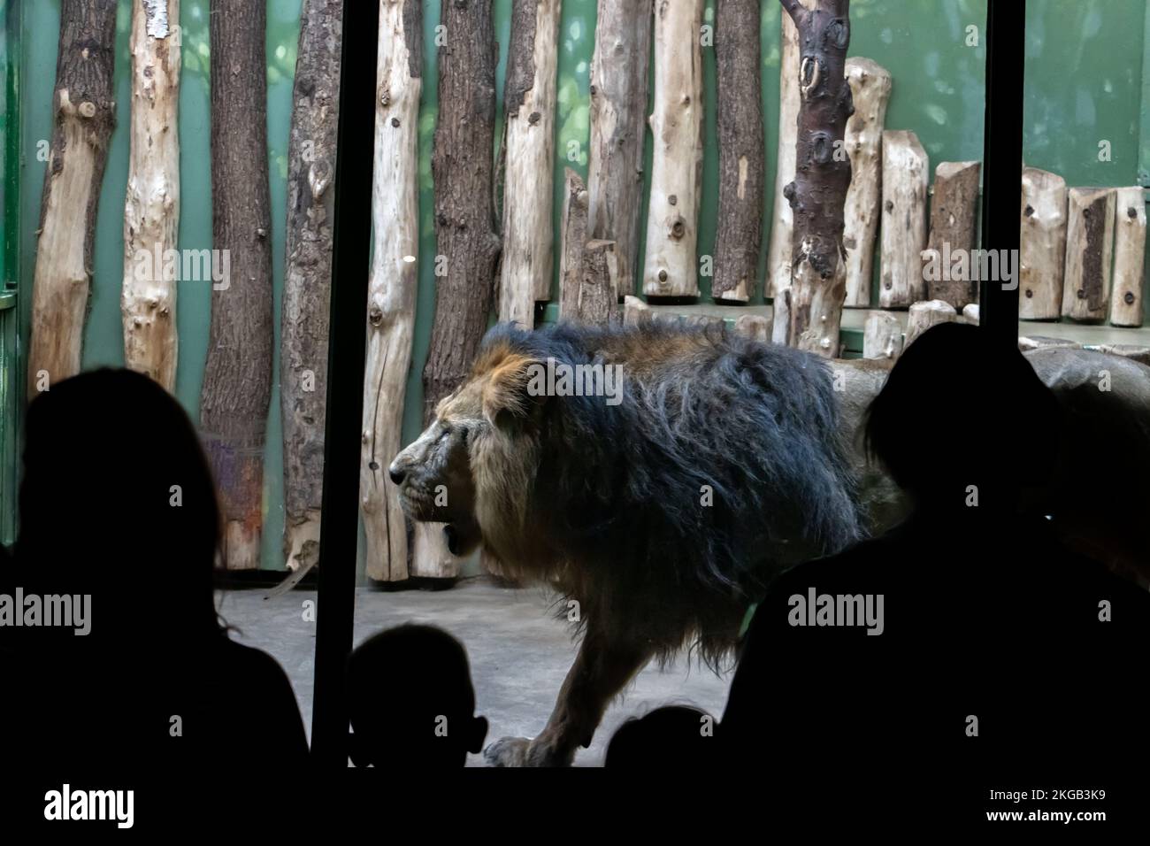 Visitors zoo observe lion hi-res stock photography and images - Alamy