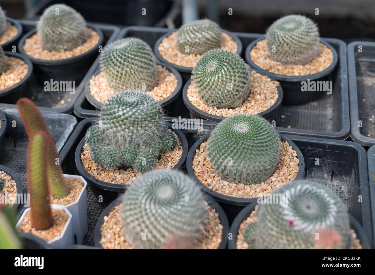 go sit on a cactus Go Sit On A Cactus main image 0