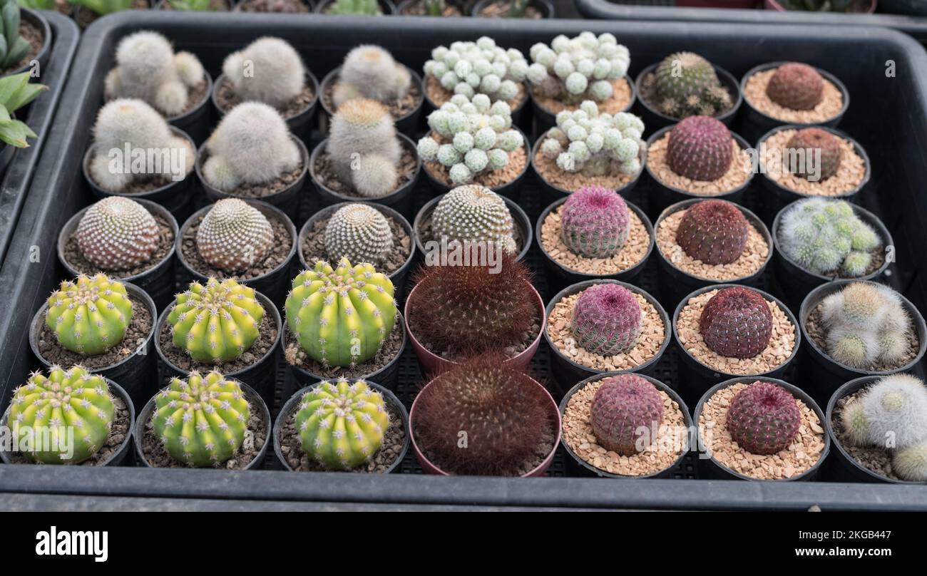 cactus in farm on thailand Stock Photo - Alamy