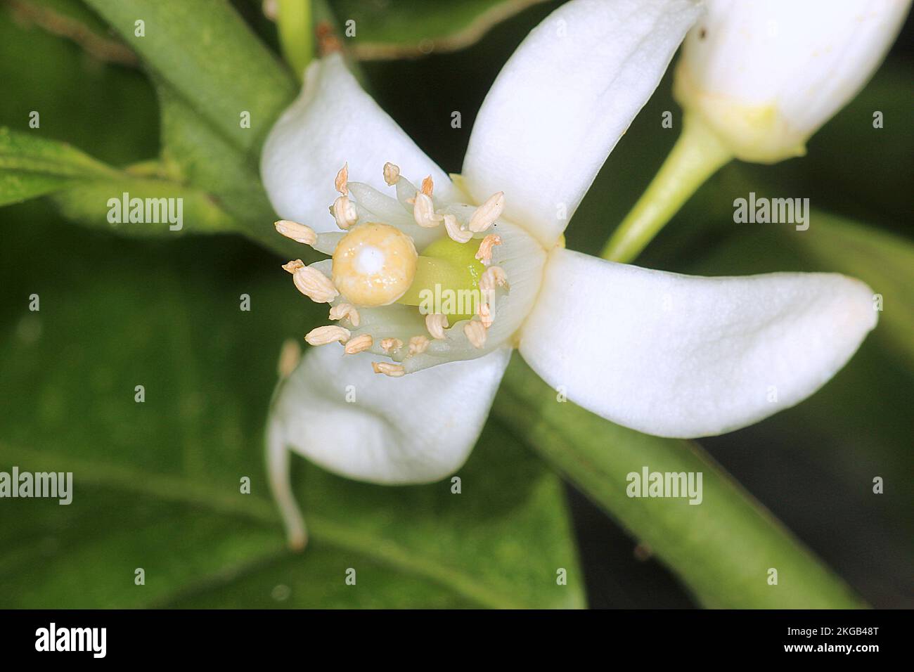 Orange blossom citrus sinensis hi-res stock photography and images - Alamy