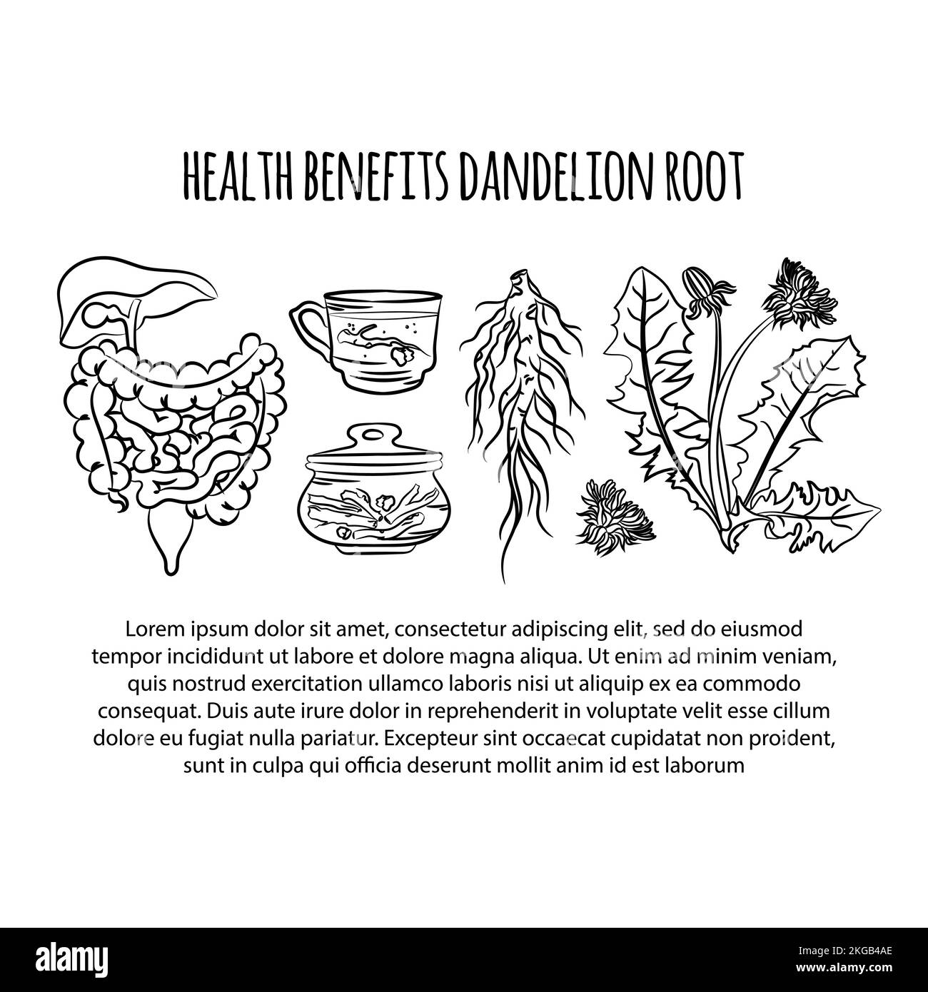 DANDELION HEALTH BENEFITS Plant Medical Botanic Nature Flower Hand