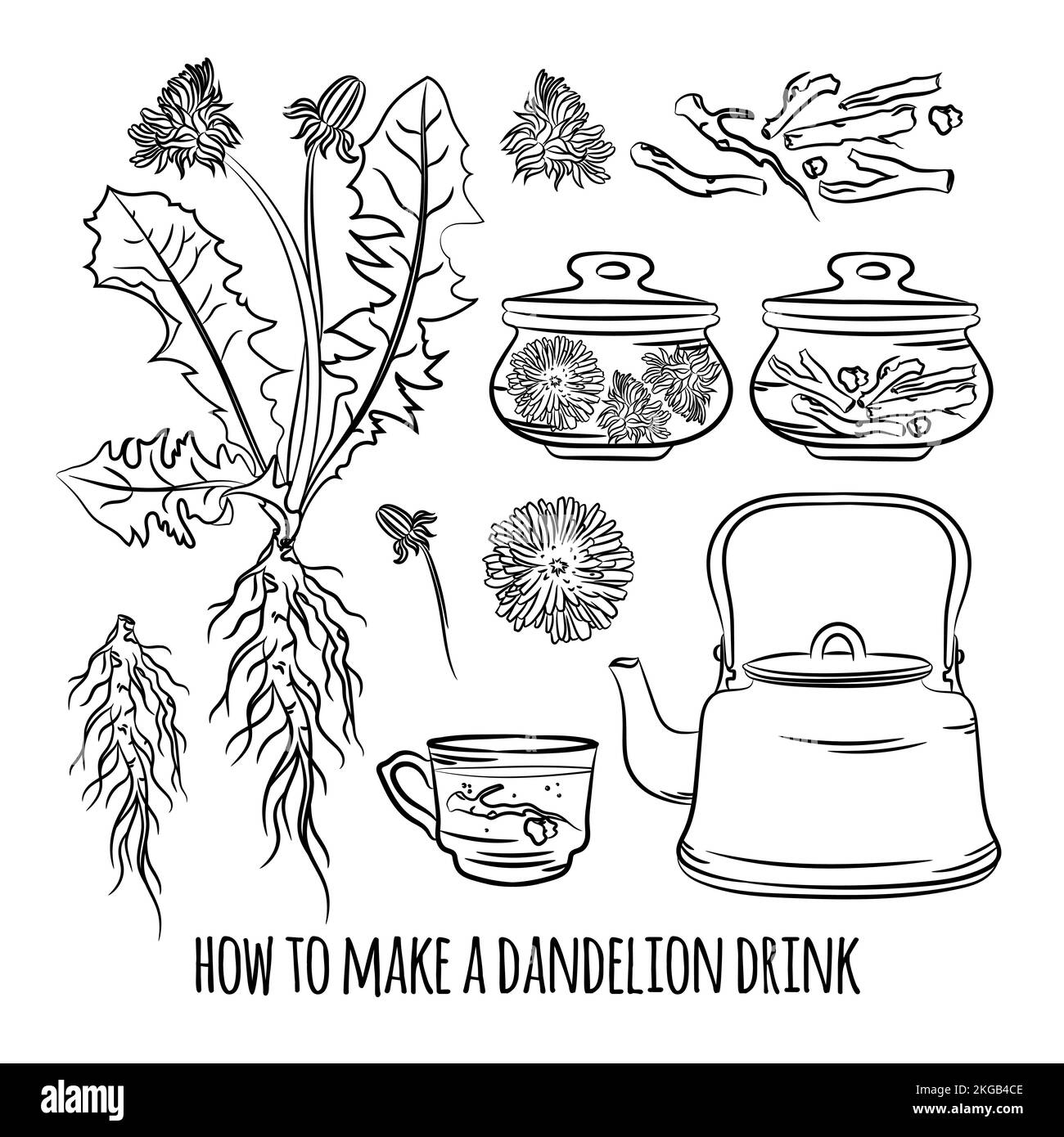 DANDELION DRINK HOW MAKE Pharmacy Benefits Medical Plant Botanic Nature