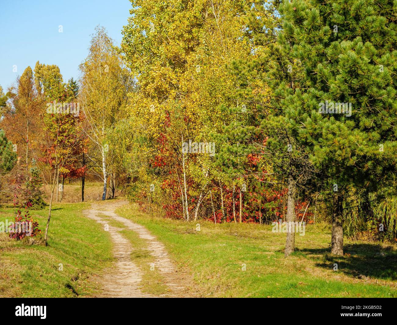 A dirt road through the autumn forest curves in front of a thuja under a pine tree Stock Photo