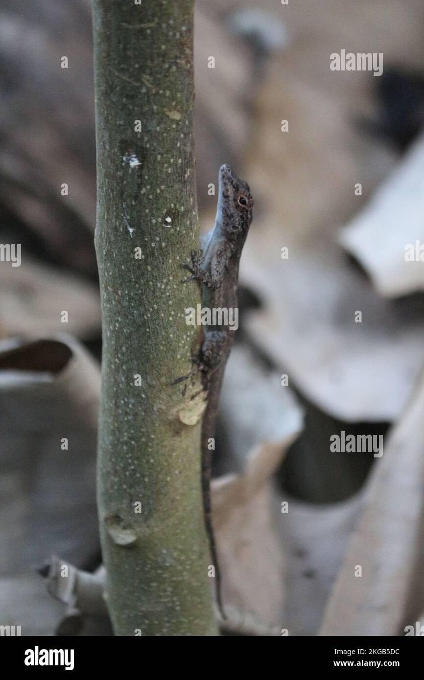 A vertical close-up of a bark anole (Anolis distichus) climbing the tree Stock Photo