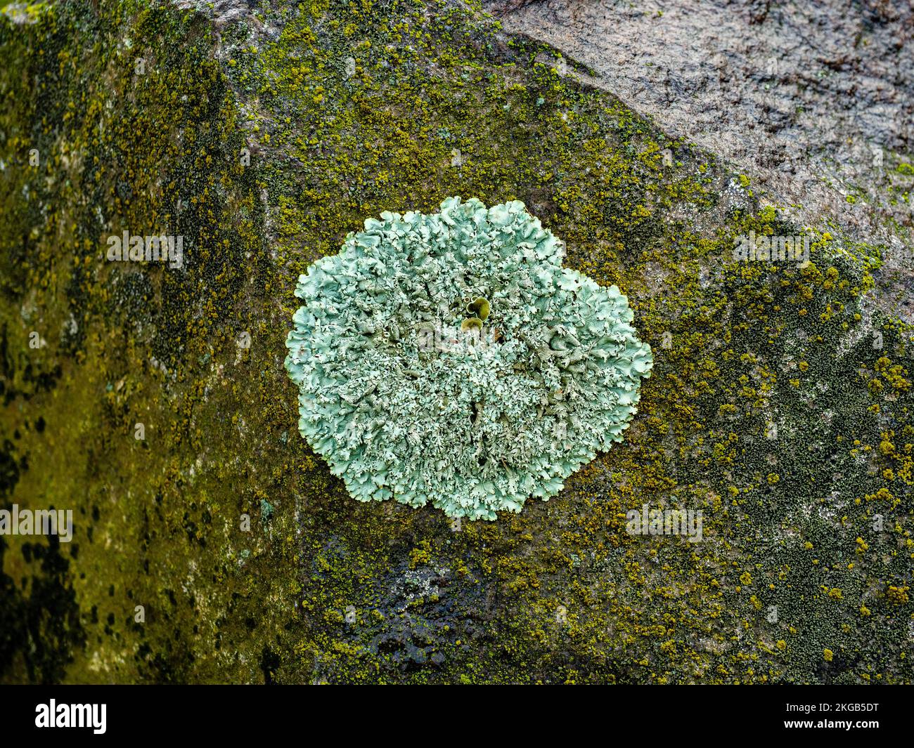 Lichen Lecanora muralis and the moss growing on stone surface Stock Photo
