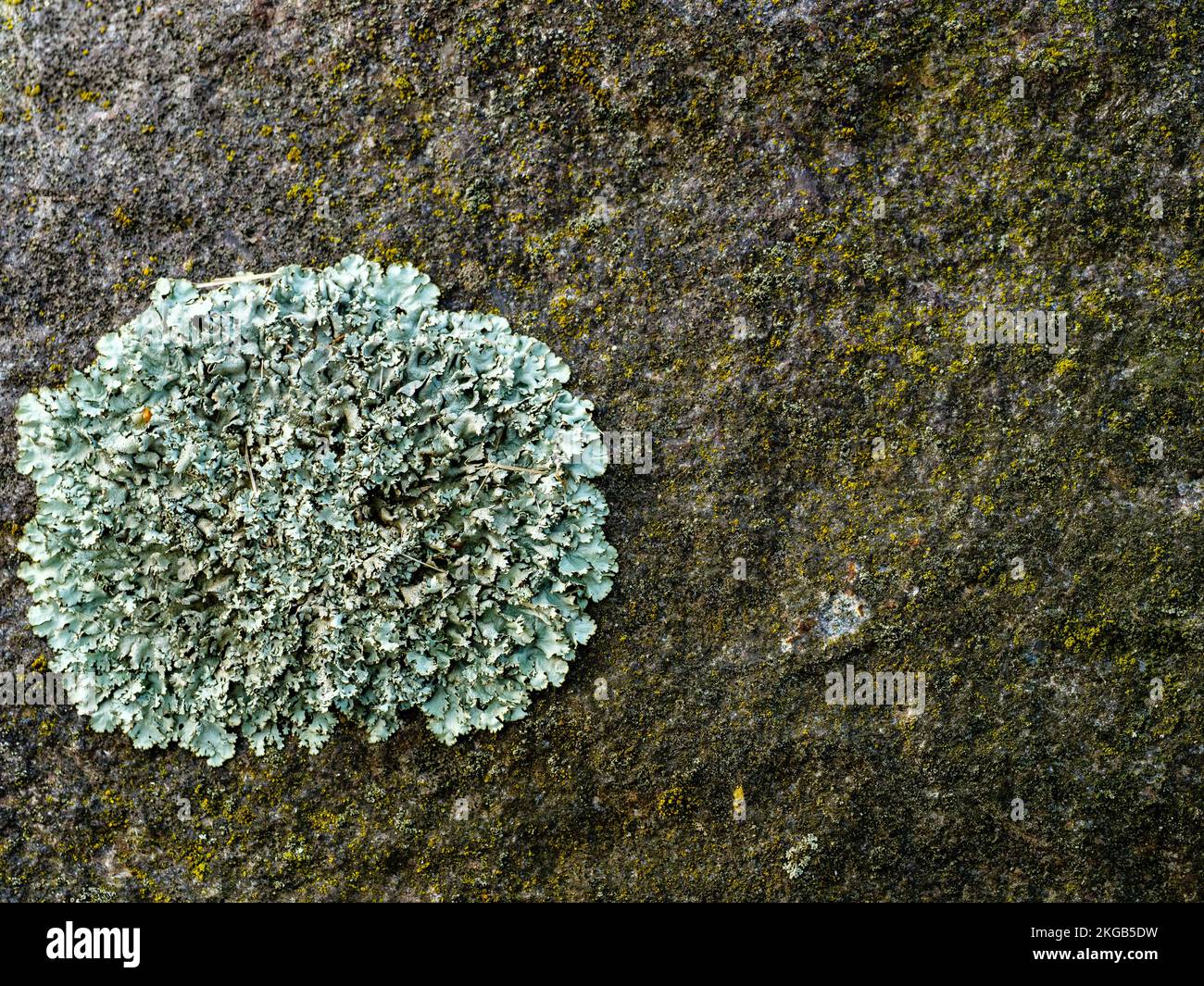 Stone surface with Lichen Lecanora muralis and moss Stock Photo