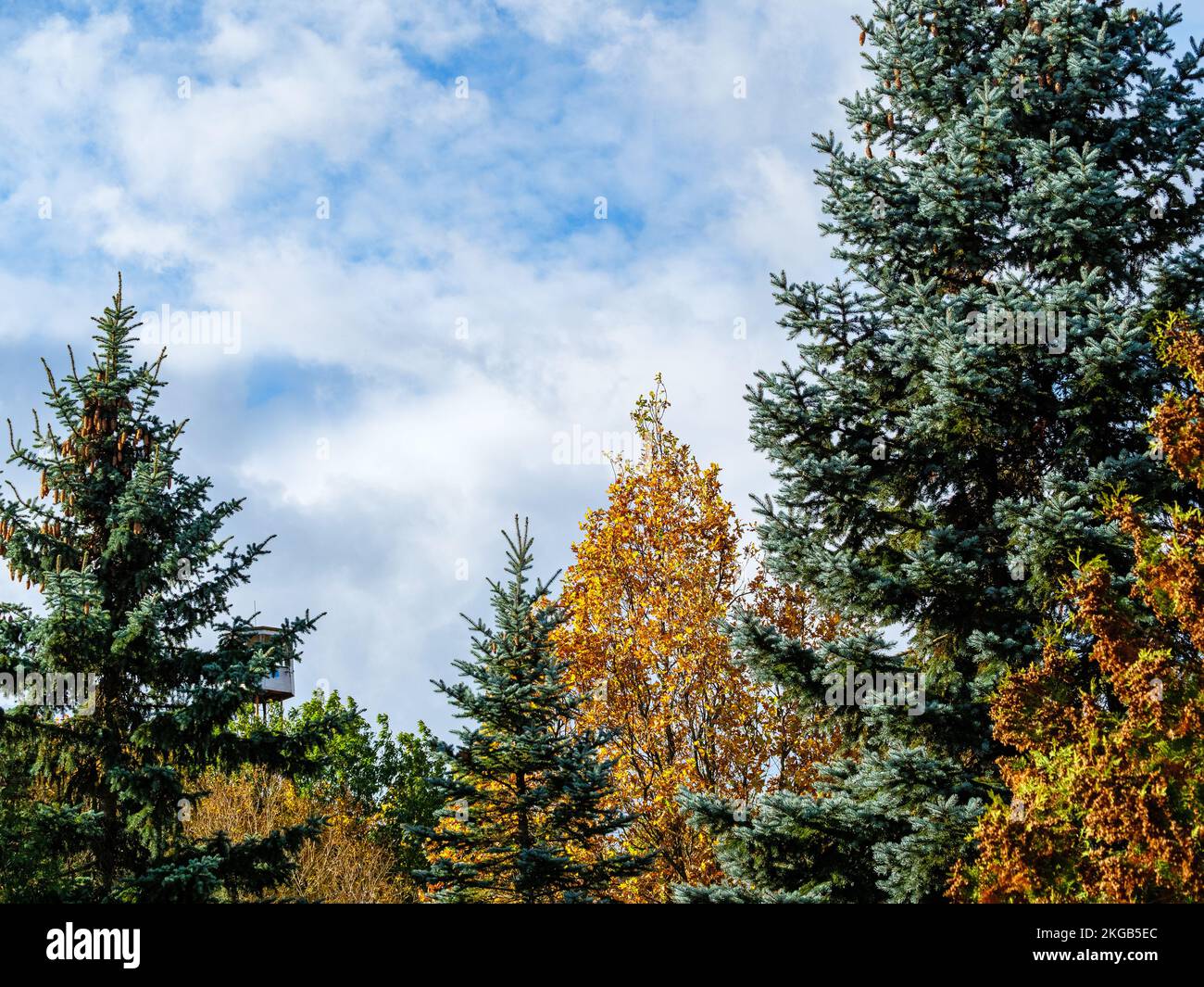 Conifers and deciduous tree tops against a blue sky and clouds Stock