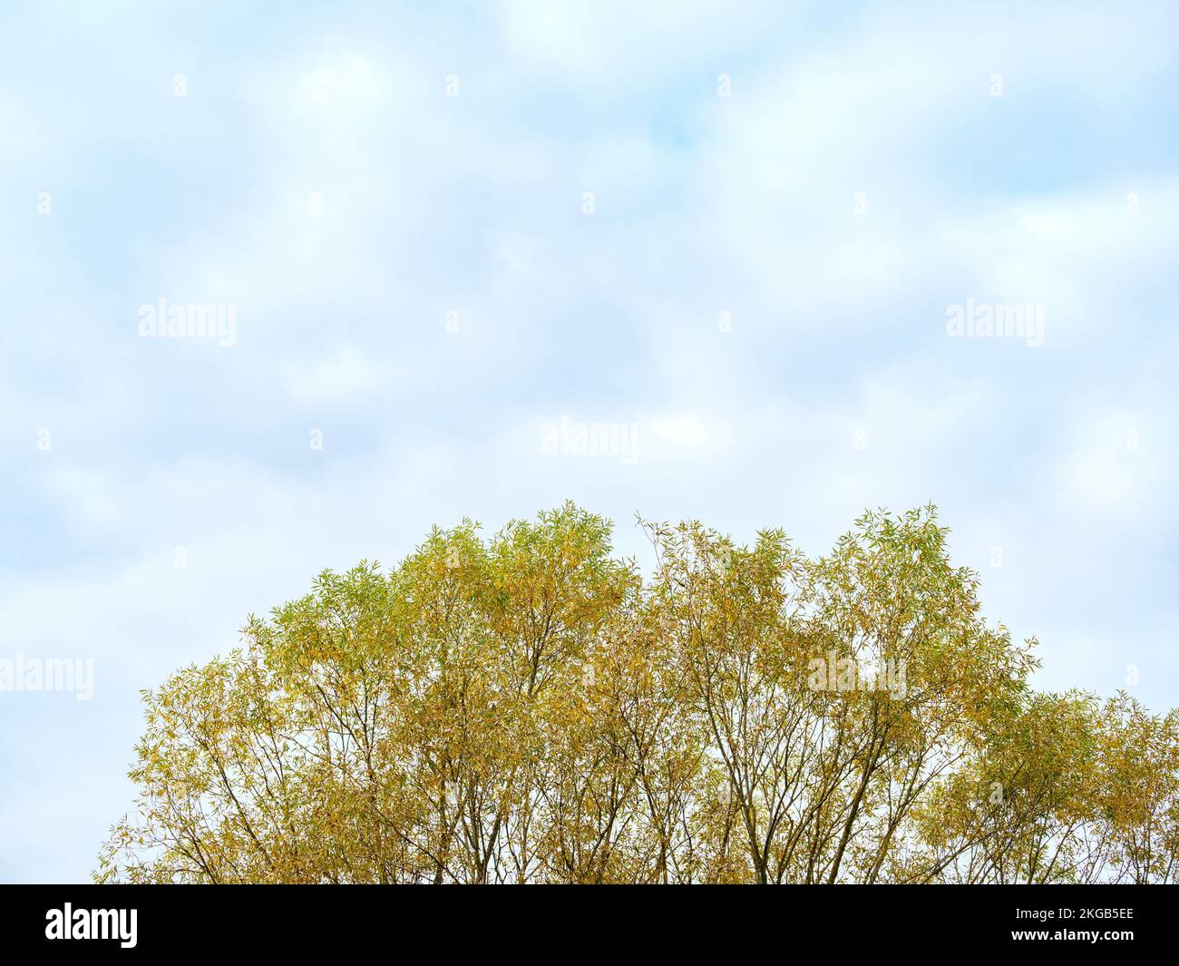 Top of a deciduous tree against a blue sky Stock Photo Alamy