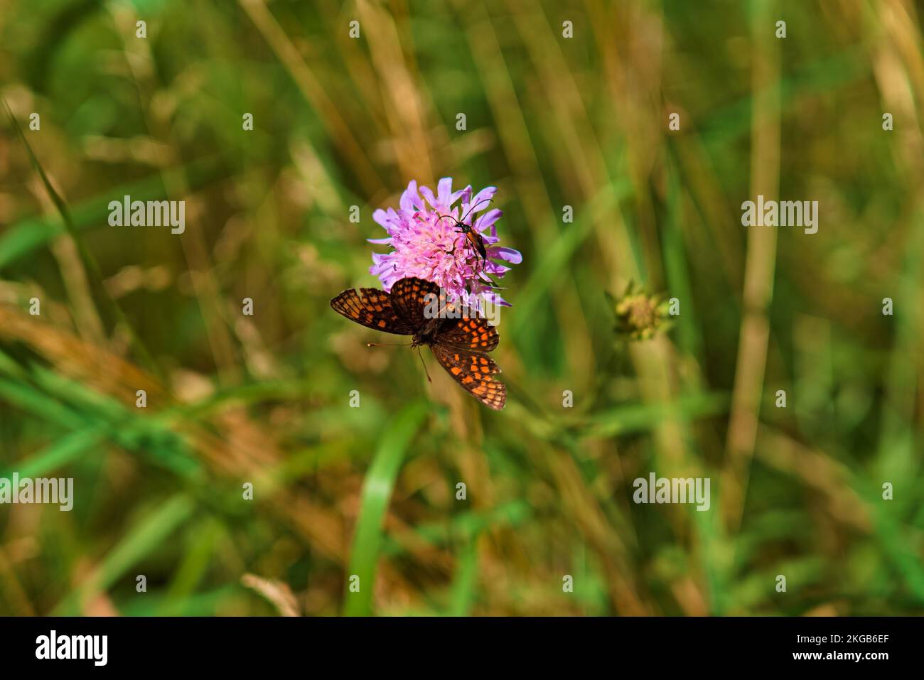 A close-up of an Atalia checker (Melitaea athalia) butterfly and a bug resting on a wildflower Stock Photo