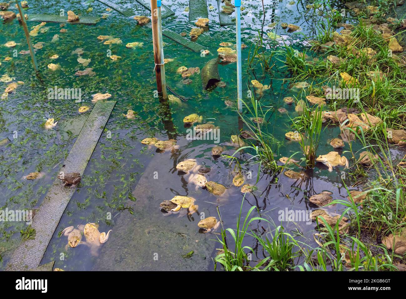 Frogs farm for agriculture at house. Cultivation of frogs with water