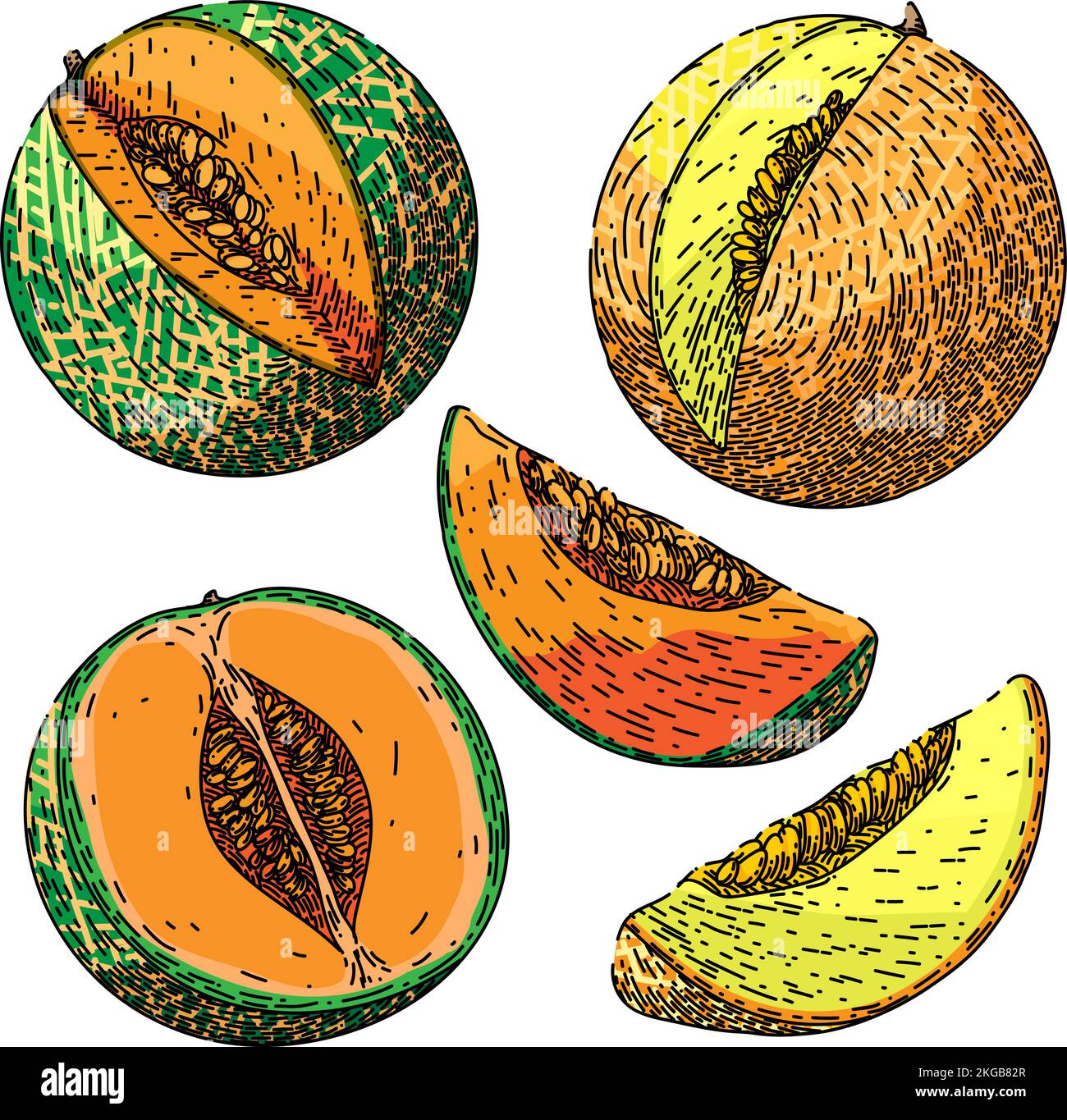 melon cantaloupe fruit set sketch hand drawn vector Stock Vector Image