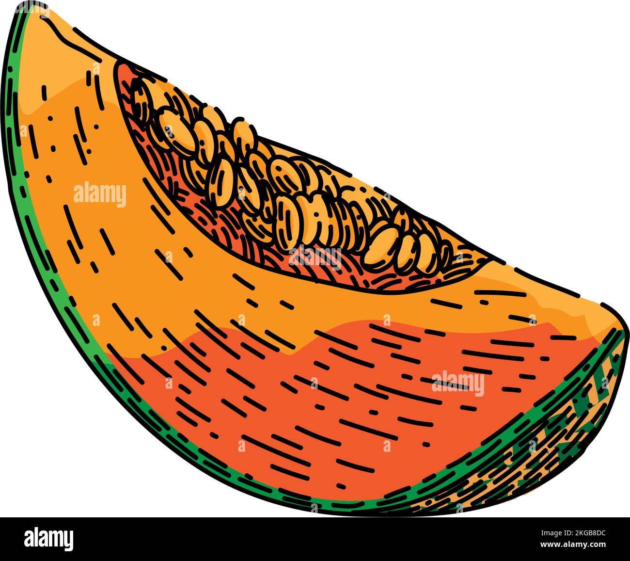 melon cantaloupe slice sketch hand drawn vector Stock Vector Image