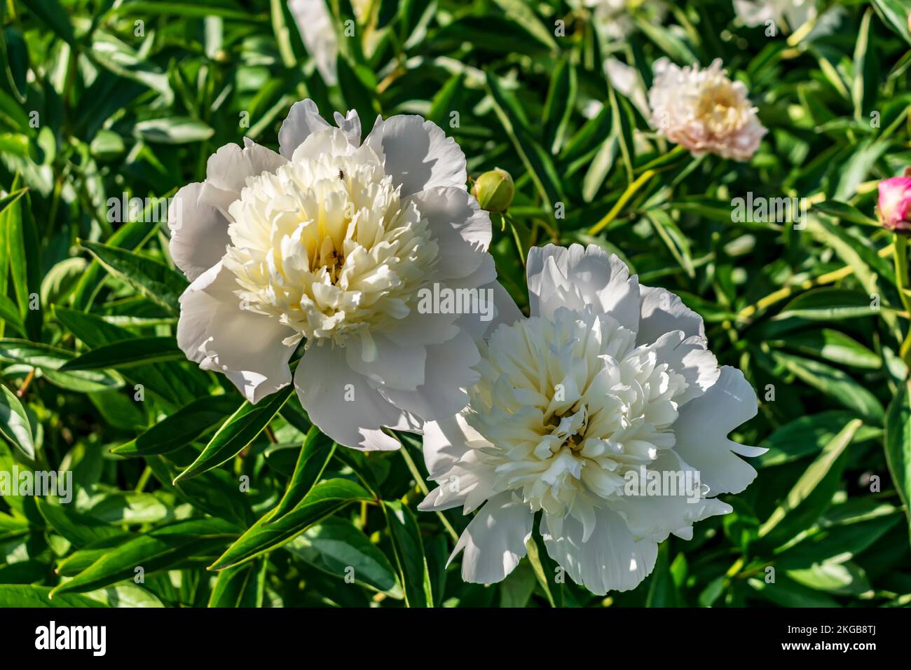 The white peony in bloom Stock Photo - Alamy