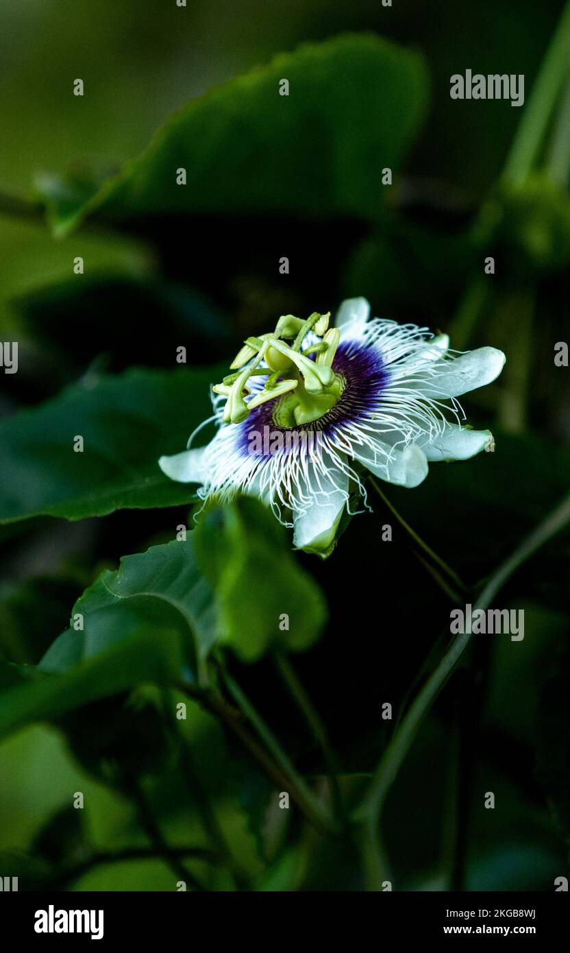 Passion fruit flower bloomed with white yellow green purple colors in a lush green background Stock Photo