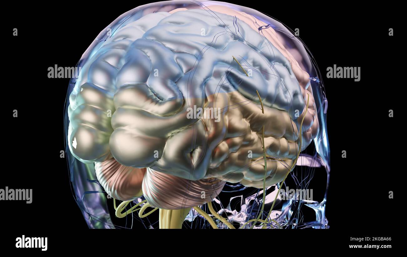 Human brain nervous system anatomy, sections are separated by colored spots, medical diagram with parasympathetic and sympathetic nerves. medically Stock Photo