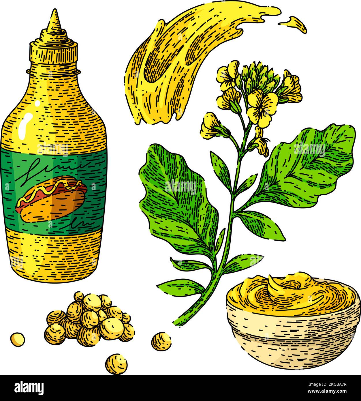 mustard sauce food set sketch hand drawn vector Stock Vector Image