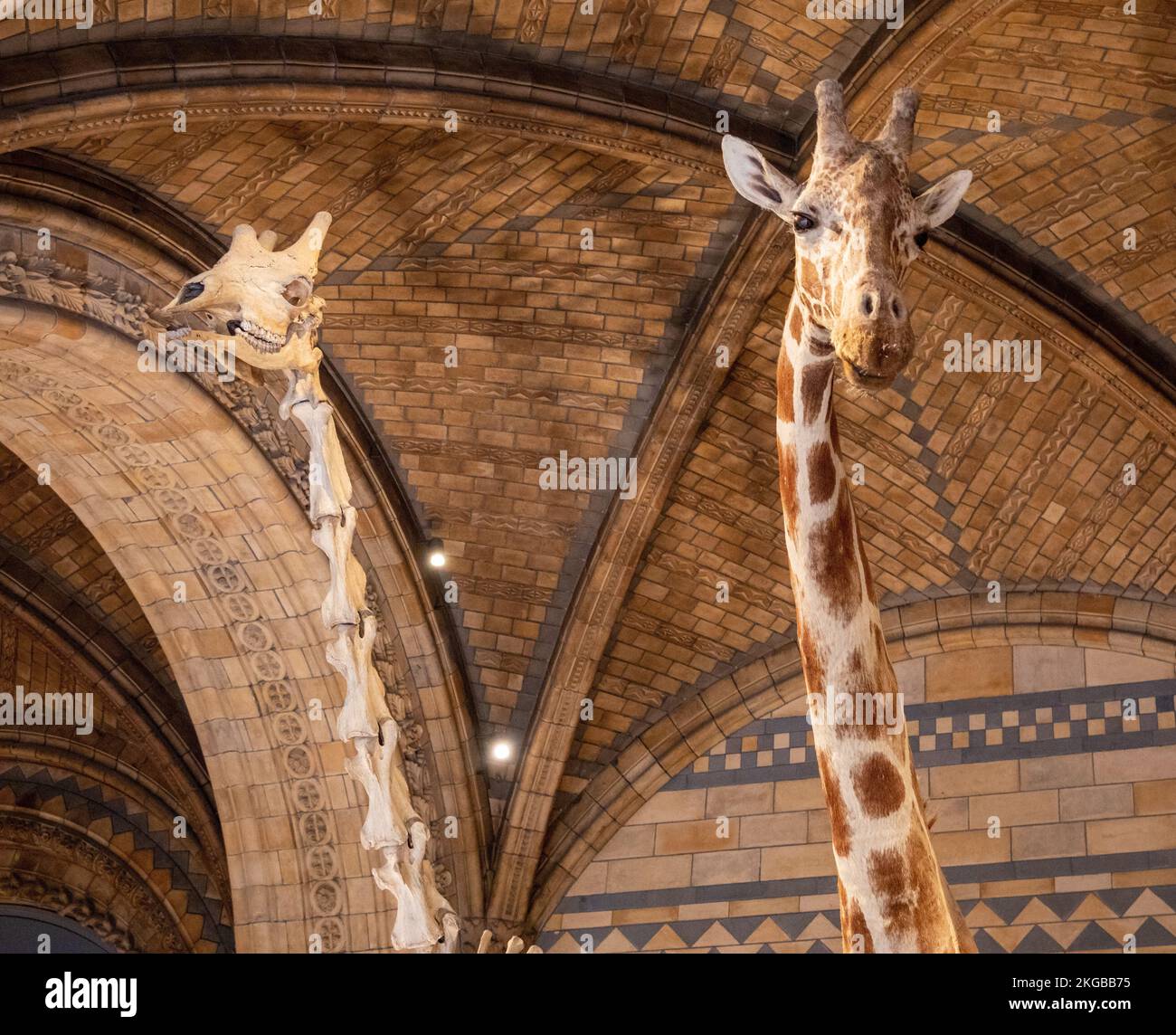 A giraffe and its skeleton at the Natural History Museum Stock Photo