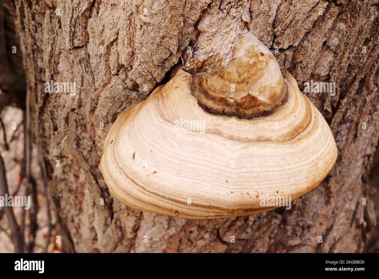 big mushroom on poplar tree Stock Photo Alamy