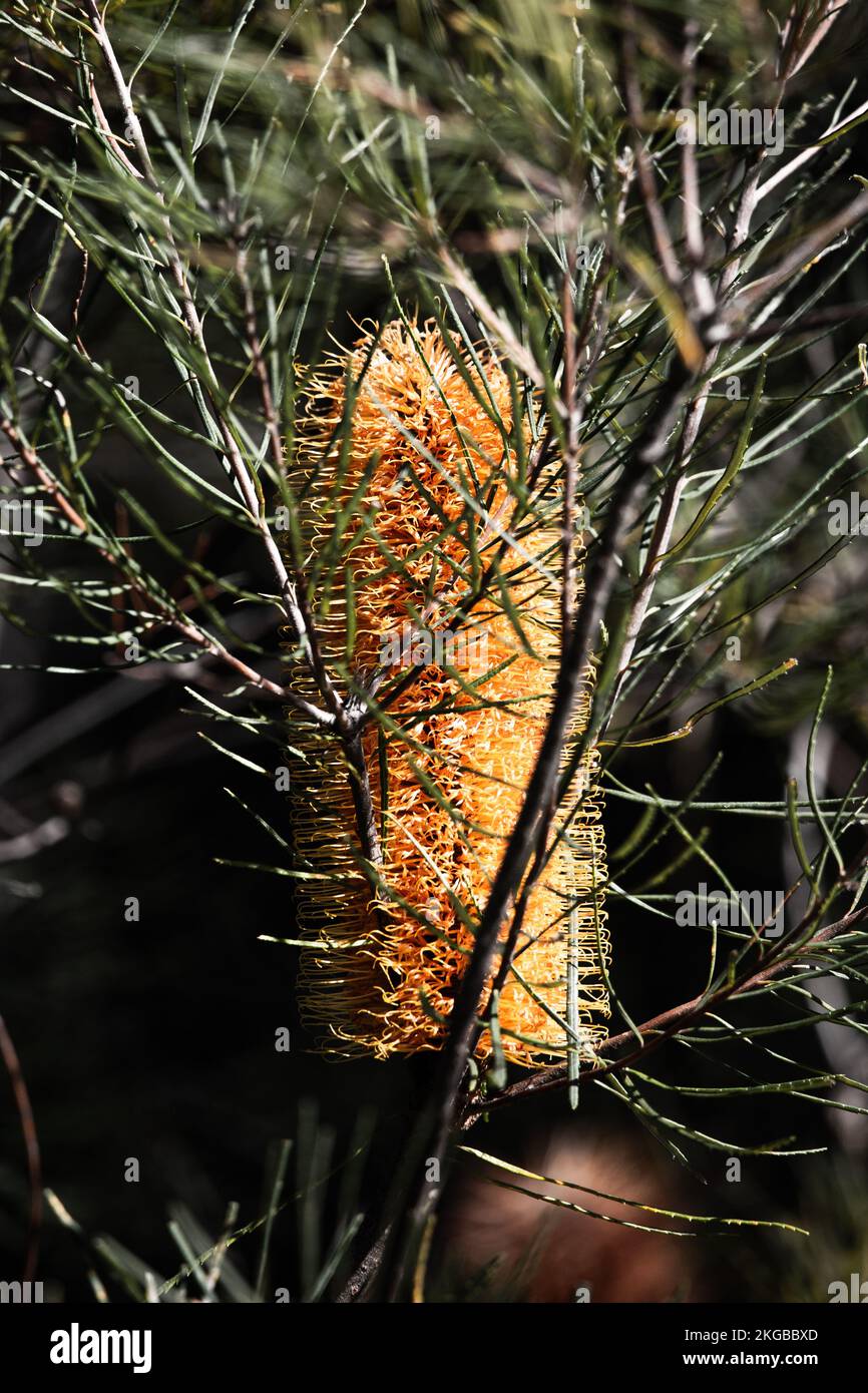 A vertical closeup of Candlestick Banksia (Banksia attenuata) flower growing in sunlight Stock Photo