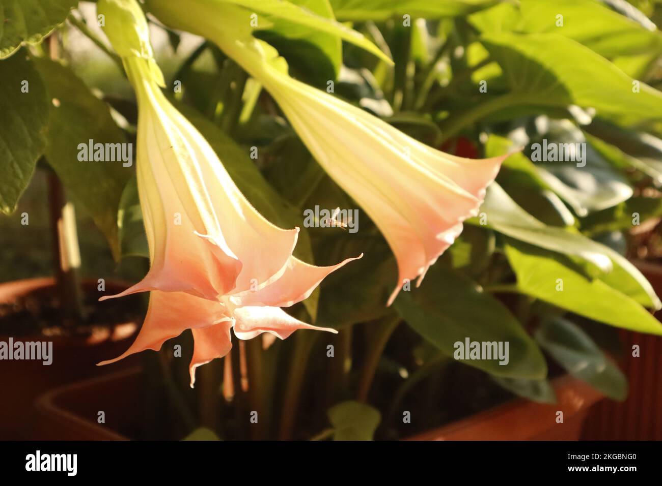 Brugmansia light pink hires stock photography and images Alamy