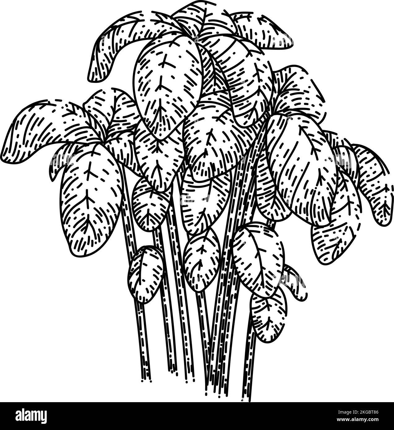 basil pesto plant sketch hand drawn vector Stock Vector Image & Art - Alamy